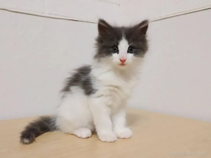 ID：2111-00720の子猫