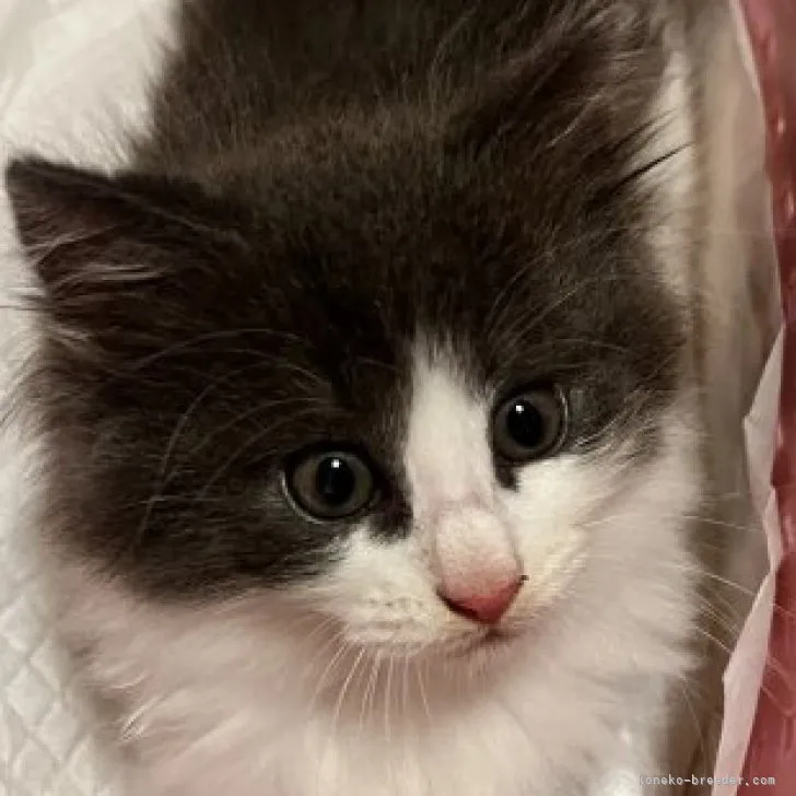 ID:2304-02160の子猫