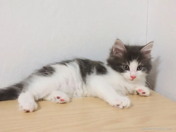 ID：2111-00343の子猫