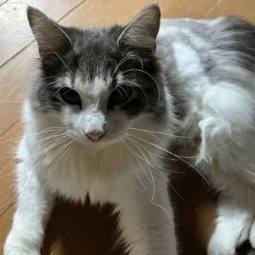 ノルウェージャンフォレストキャット【千葉県・男の子・2022年10月12日・ブルータビー&ホワイト】の写真「写真より可愛いです」