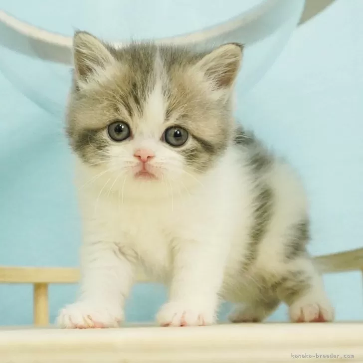 ID：2402-02045の子猫