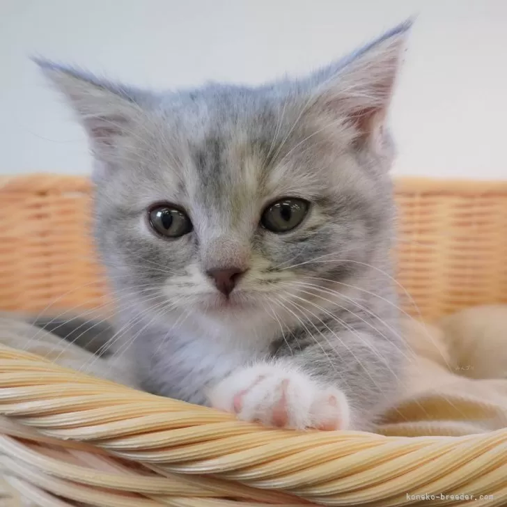 ID：2403-00919の子猫