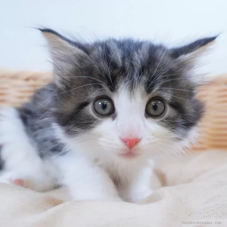 ID：2403-02814の子猫