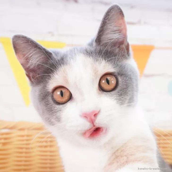 ID:2403-00893の子猫
