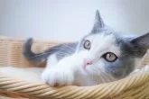 マンチカン(長足)【栃木県・女の子・2024年1月25日・ダイリュートキャリコ】の写真3「再撮影🐱生後120日」