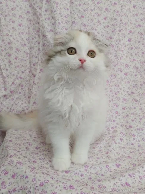 ID:2109-00003の子猫