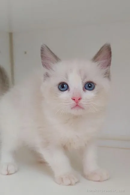 ID：2107-00950の子猫