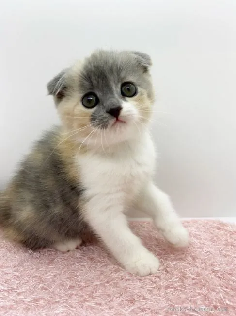 ID:2108-01110の子猫