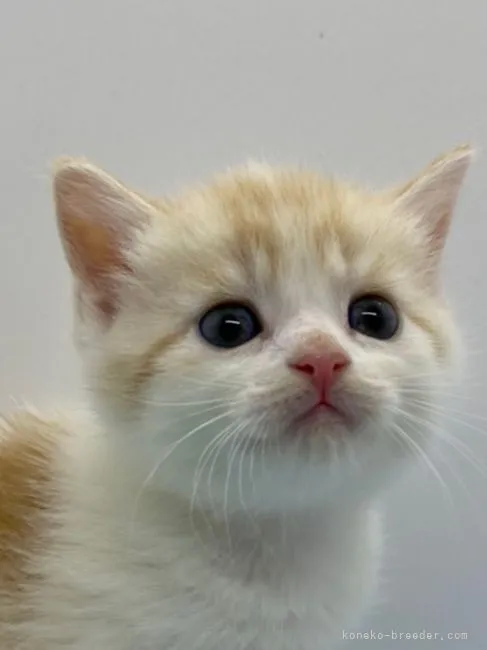 ID：2108-01124の子猫