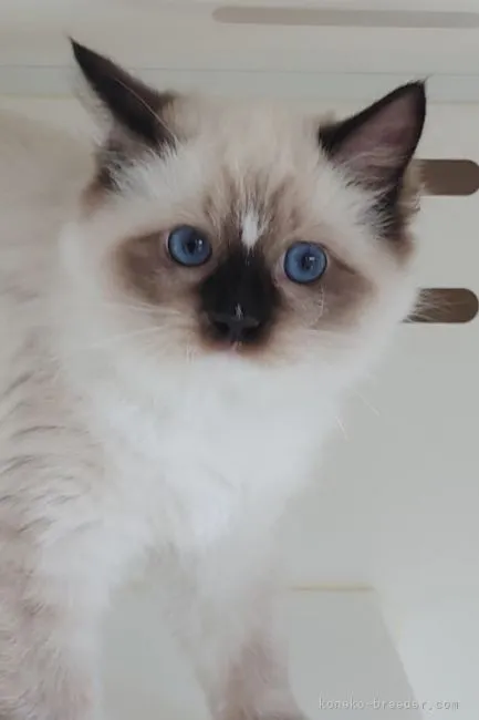 ID：2108-01958の子猫