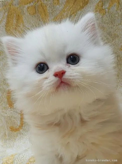ID:2112-00696の子猫