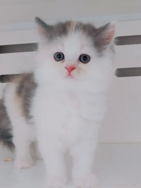 ID：2110-00933の子猫