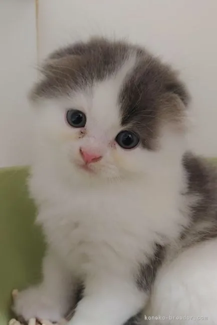 ID：2110-00660の子猫