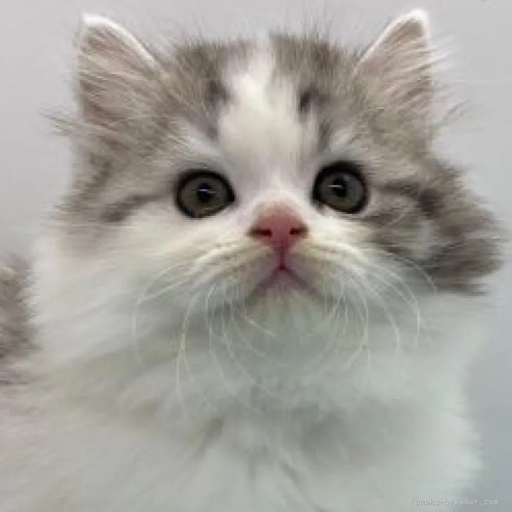 ID：2211-02182の子猫