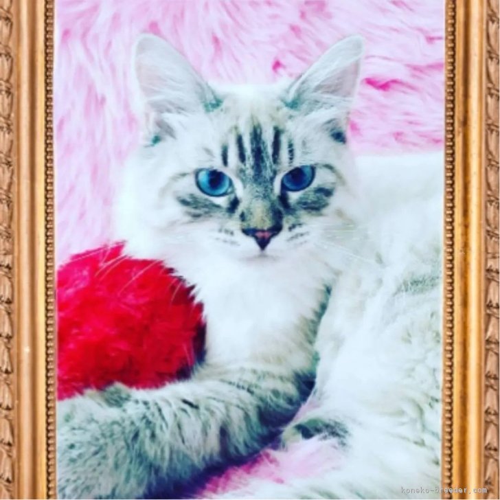 木津秀美ブリーダー