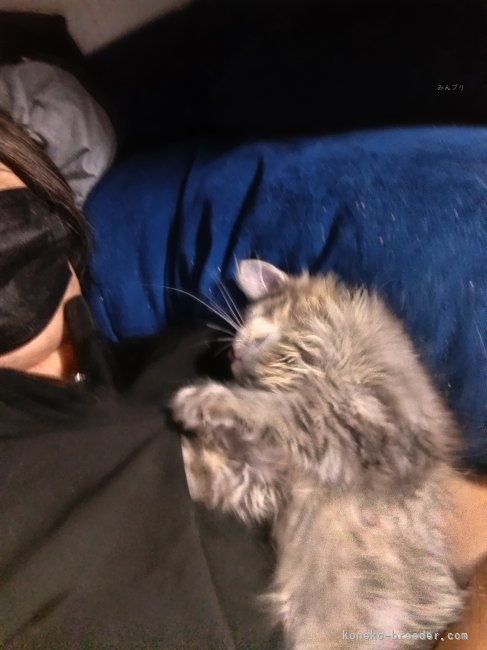 木津秀美ブリーダーのブログ：本日の添い寝猫ちゃん。