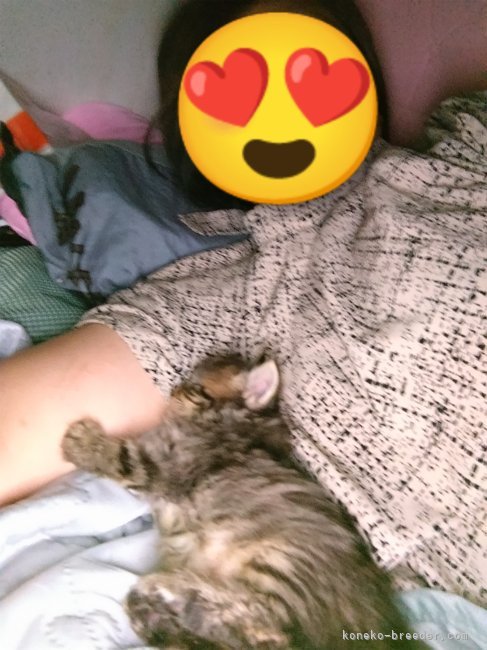 木津秀美ブリーダーのブログ：一緒に寝ようね🐈‍⬛