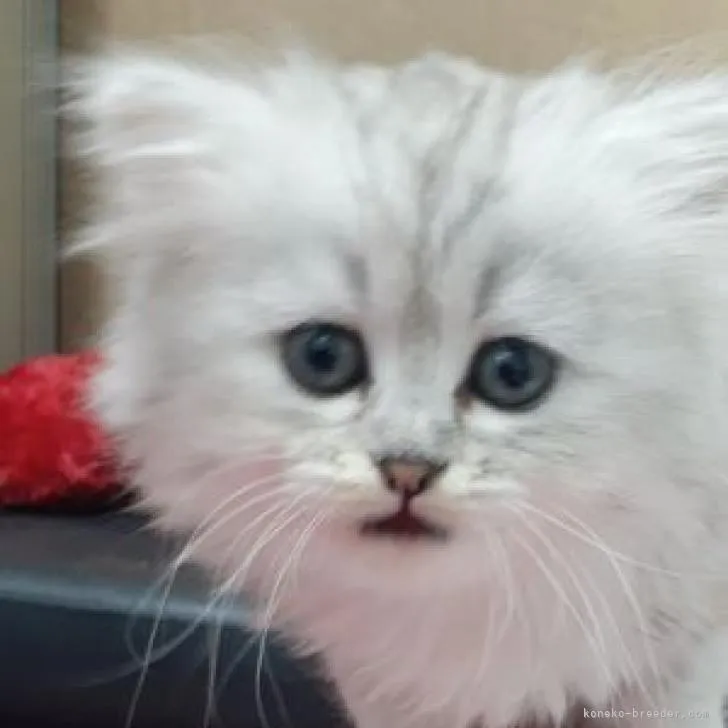 ID：2301-00494の子猫