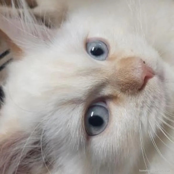 ID:2301-00851の子猫