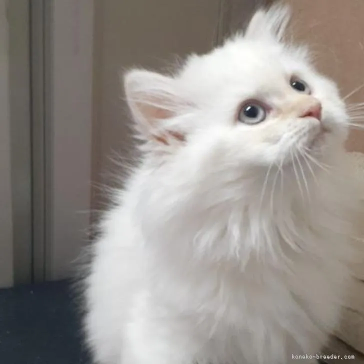 ID:2301-00852の子猫