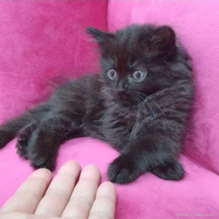 ID:2407-00153の子猫