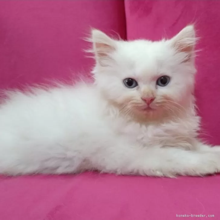 ID:2407-02029の子猫