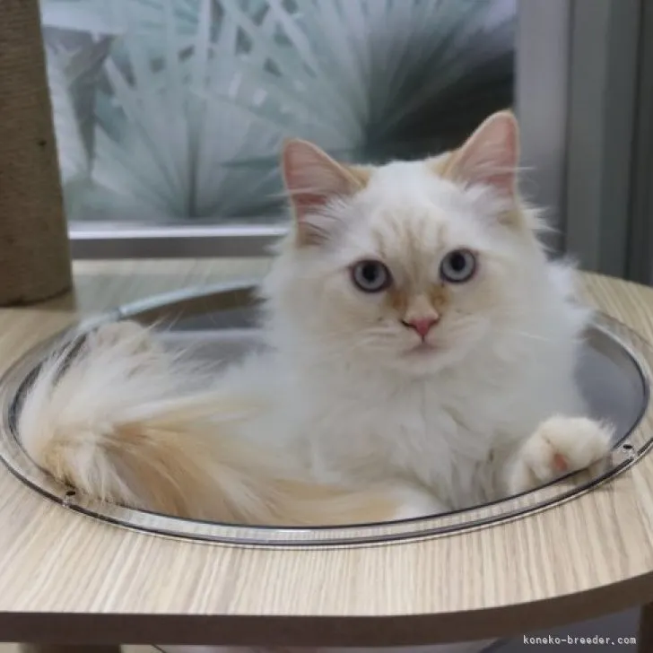 ID：2302-01067の子猫