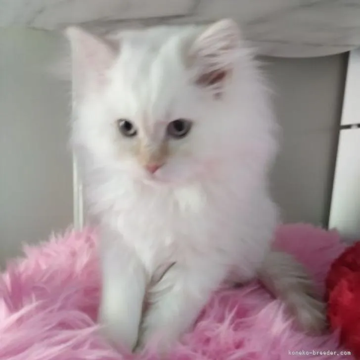 ID：2302-00022の子猫