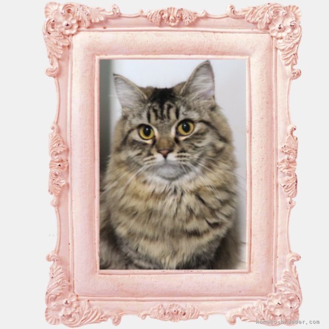 サイベリアン【・女の子・2024年9月22日・ブラウンタビー】「甘えん坊」