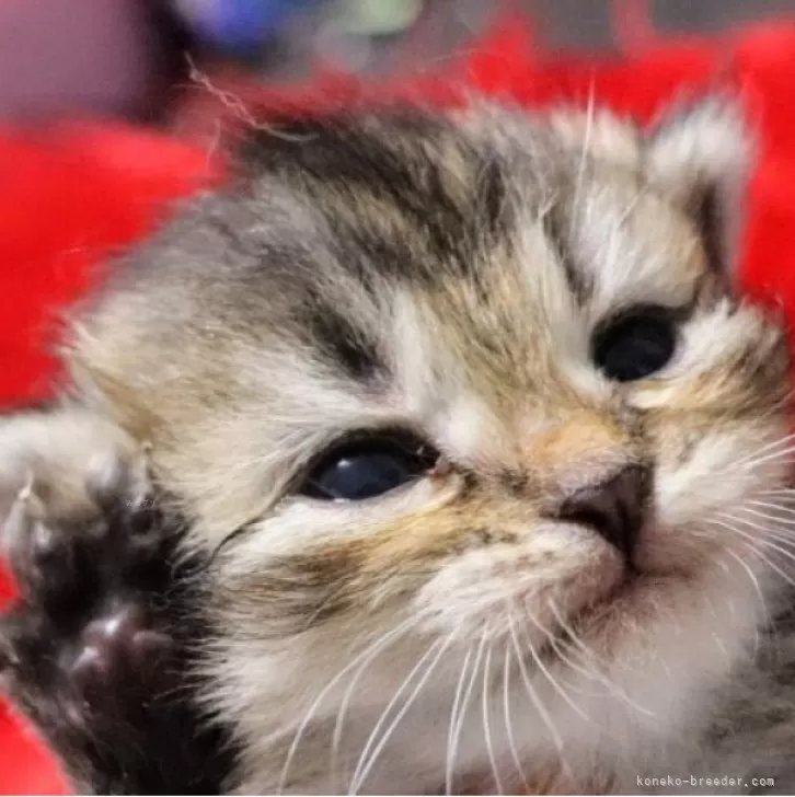 ID：2405-01306の子猫