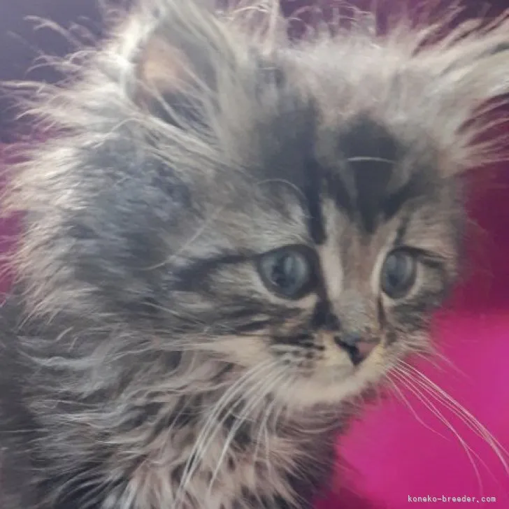 ID:2304-02040の子猫