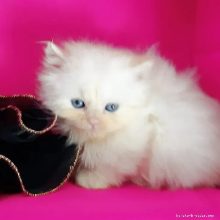ID:2304-00201の子猫