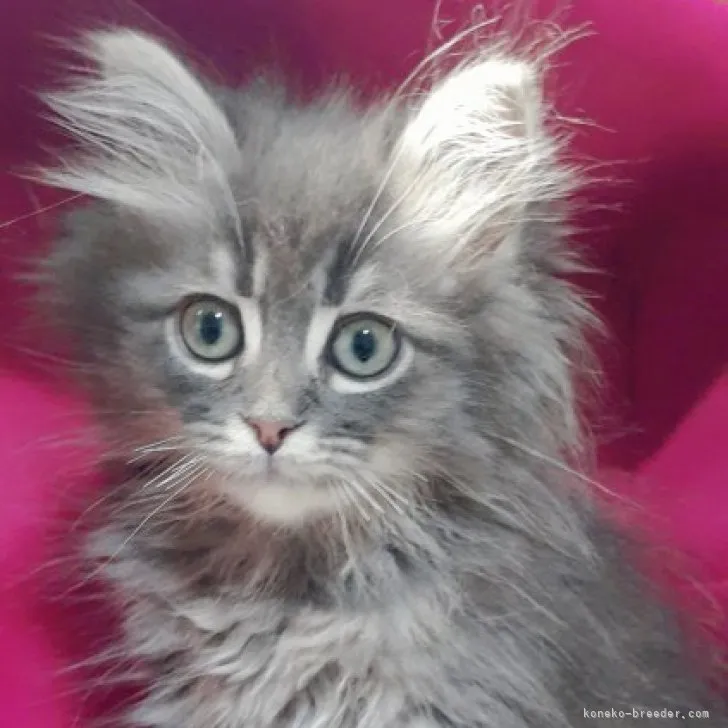 ID:2304-00905の子猫