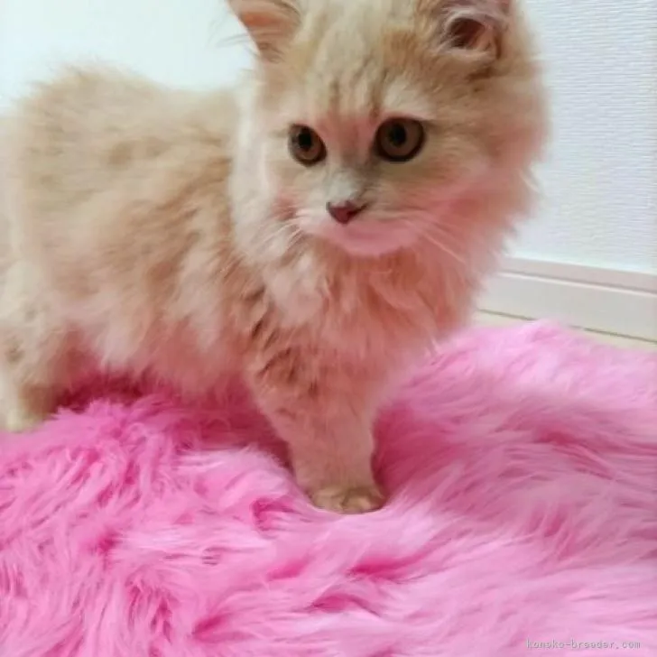 ID：2301-00508の子猫