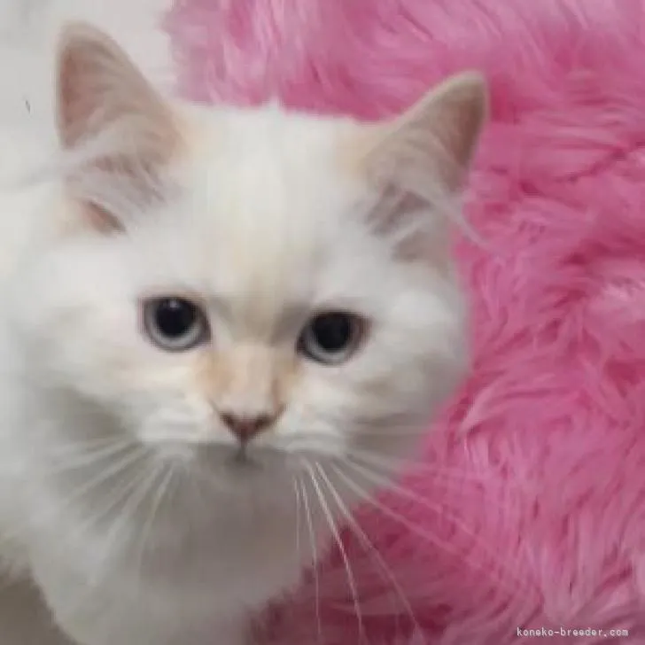 ID:2301-00540の子猫
