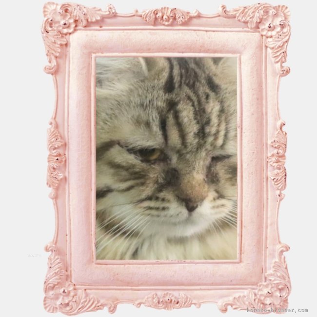 サイベリアン【・女の子・2024年11月5日・ブラウンタビー】「写真撮影苦手な猫ちゃん。綺麗な柄です。甘えん坊抱っこ、添い寝完璧。」