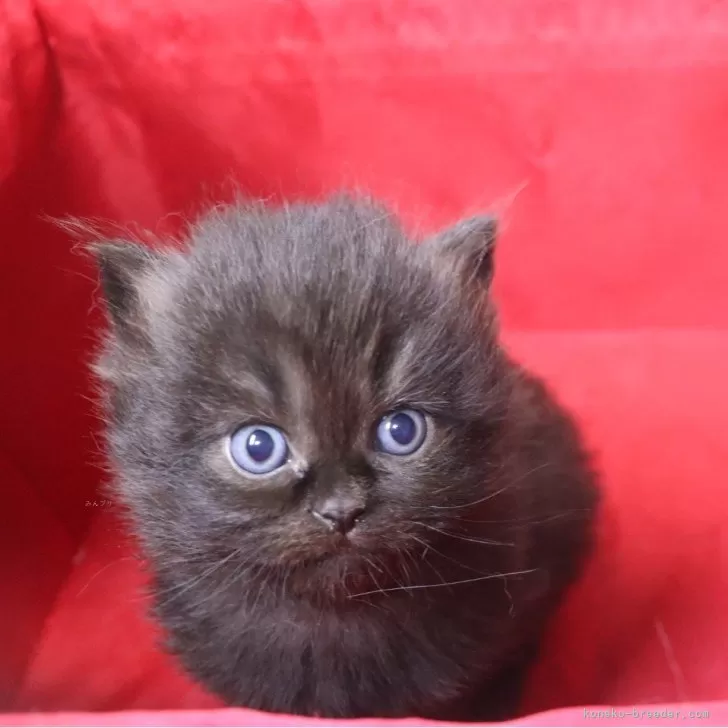 ID：2401-00445の子猫