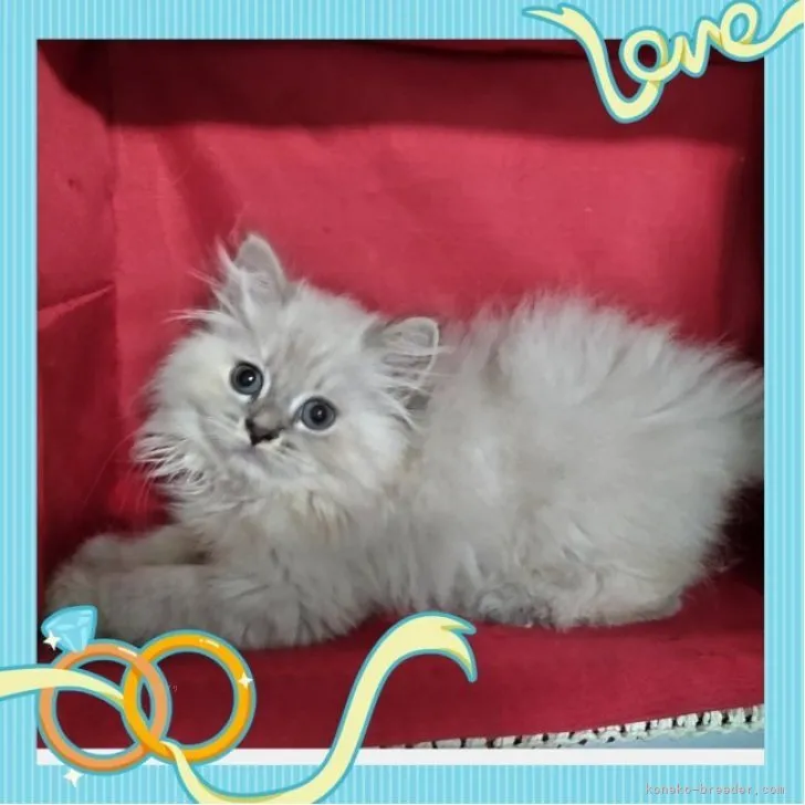 ID:2309-00429の子猫