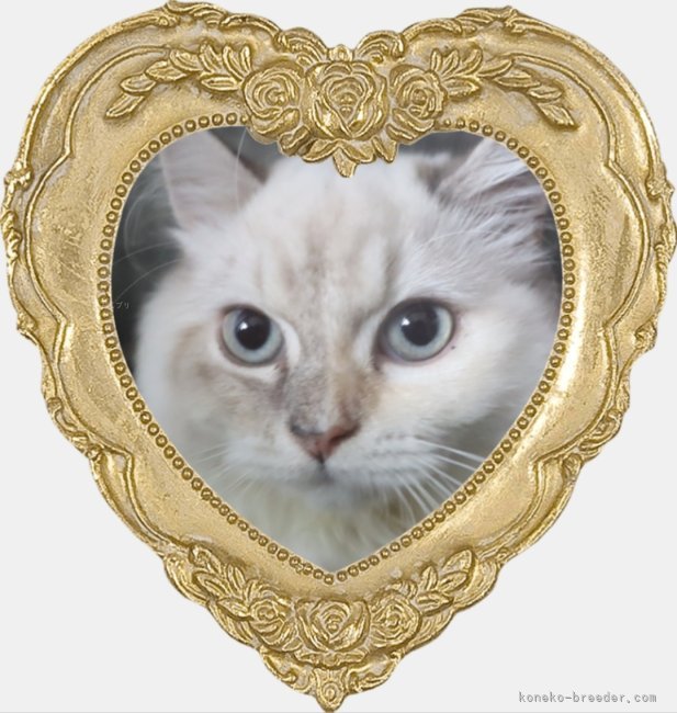 サイベリアン【・女の子・2025年4月1日・ブルーリンクスポイント】「仮面をかぶったネヴァマスカレード。おんぶ、抱っこあたりまえ。添い寝完璧猫ちゃんです。」