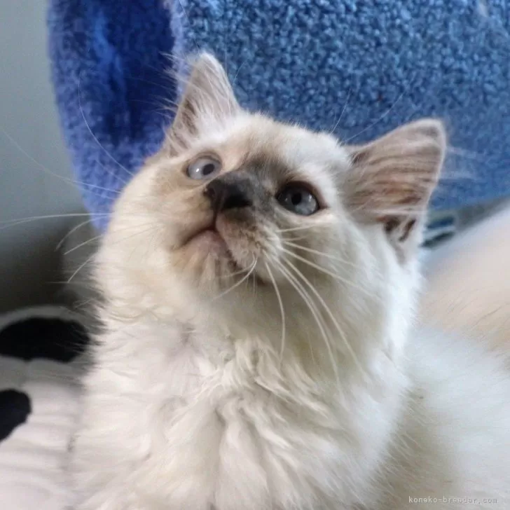 ID：2404-03115の子猫