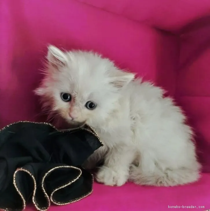 ID：2304-01904の子猫