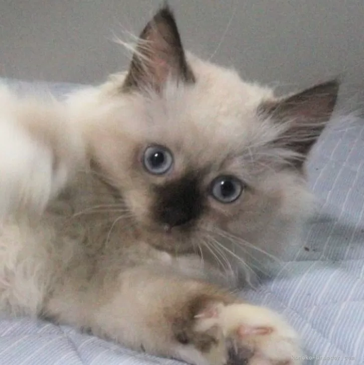 ID:2409-00267の子猫