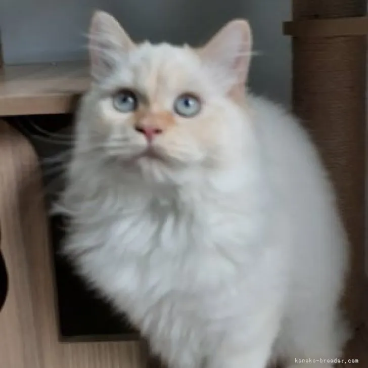 ID：2303-01302の子猫