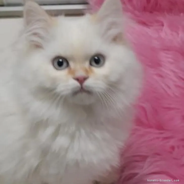 ID:2301-00542の子猫