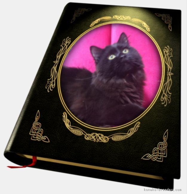 サイベリアン【・男の子・2024年9月22日・ブラック】「瞳ゴールド🥇」