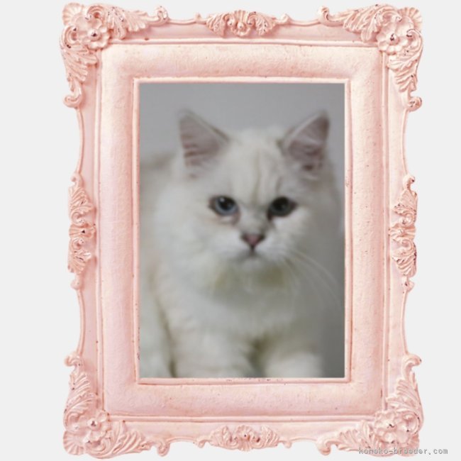 サイベリアン【・女の子・2024年11月24日・ブルーリンクスポイント】「可愛いです。」