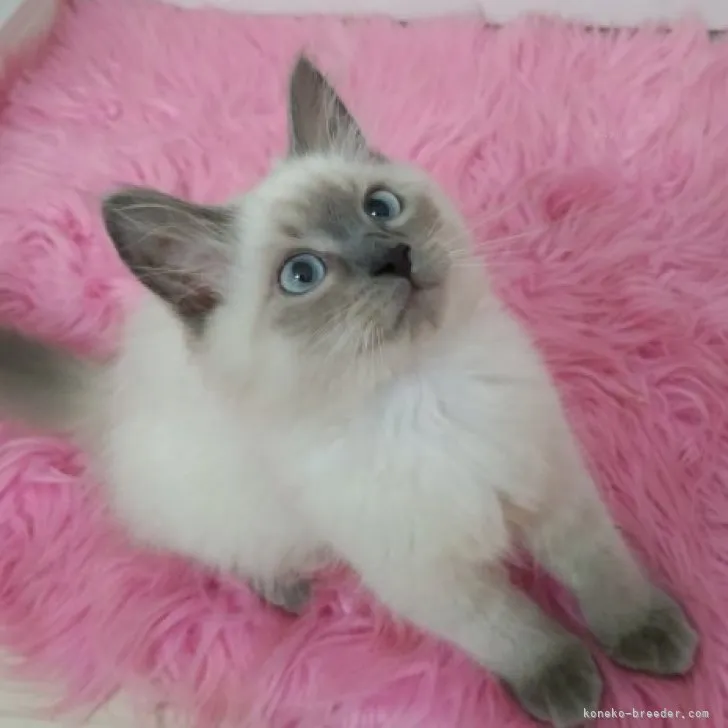 ID：2309-02470の子猫