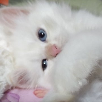 サイベリアン【千葉県・男の子・2024年9月22日・レッドリンクスポイント（ネヴァマスカレード）】の写真「甘えん坊でよくお話ししてくれて可愛いおす。」