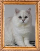 サイベリアン【・女の子・2024年11月24日・ブルーリンクスポイント】「犬みたい。」