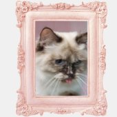 サイベリアン【・女の子・2023年6月22日・ブルーポイントタビー】「甘えん坊でスリスリ。」